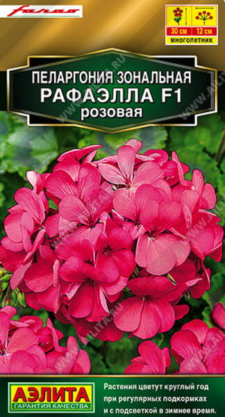 Pélargonium zonal "Raffaella Rose" F1